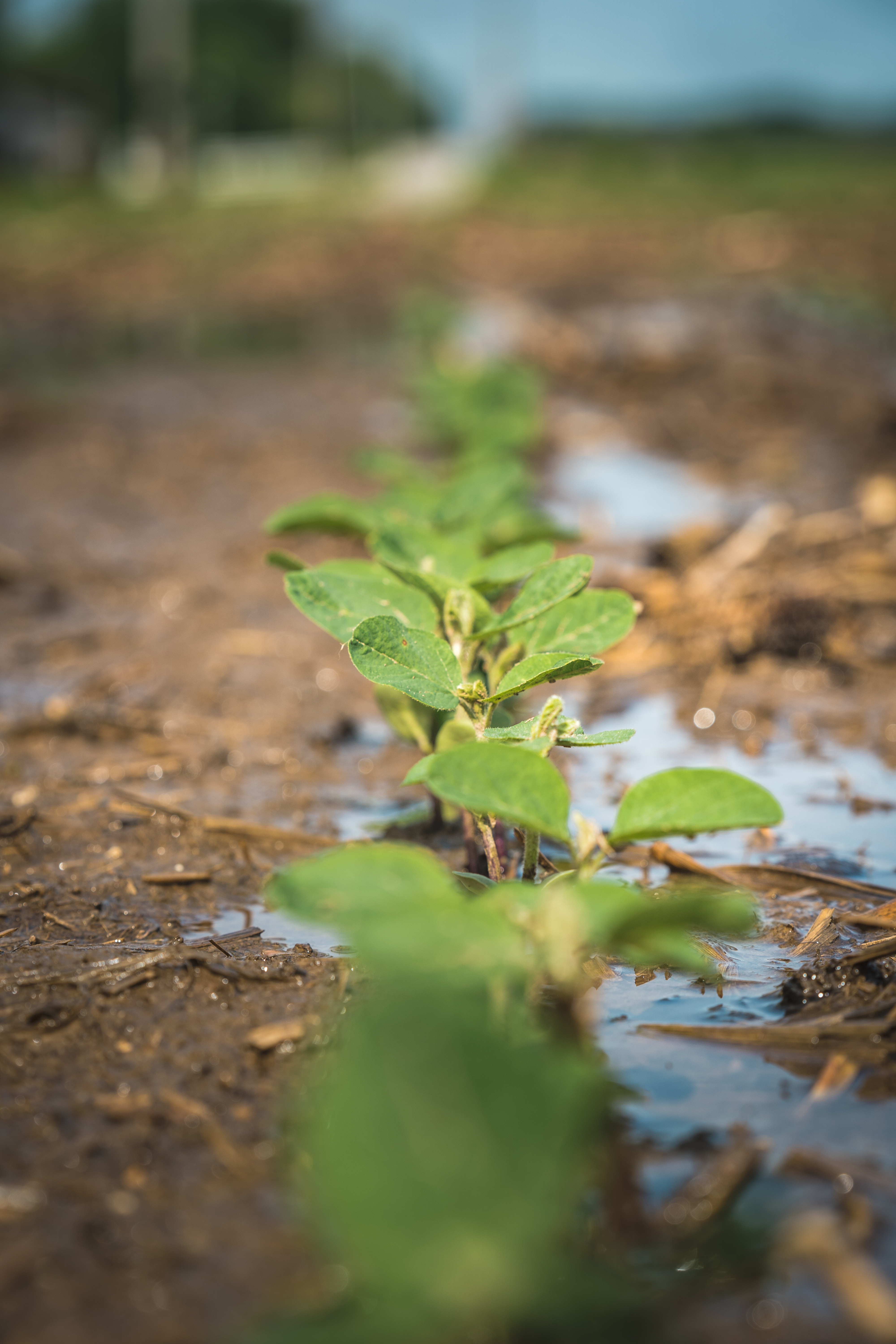 SoybeanSeedlings soybean seedlings